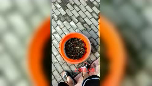 暑假在爷爷家的趣事：放牛割草、偷烟、抓泥鳅黄鳝