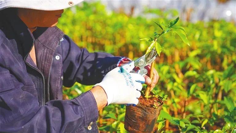 沉香香烟_香烟沉香作用和功效_香烟沉香多少一条