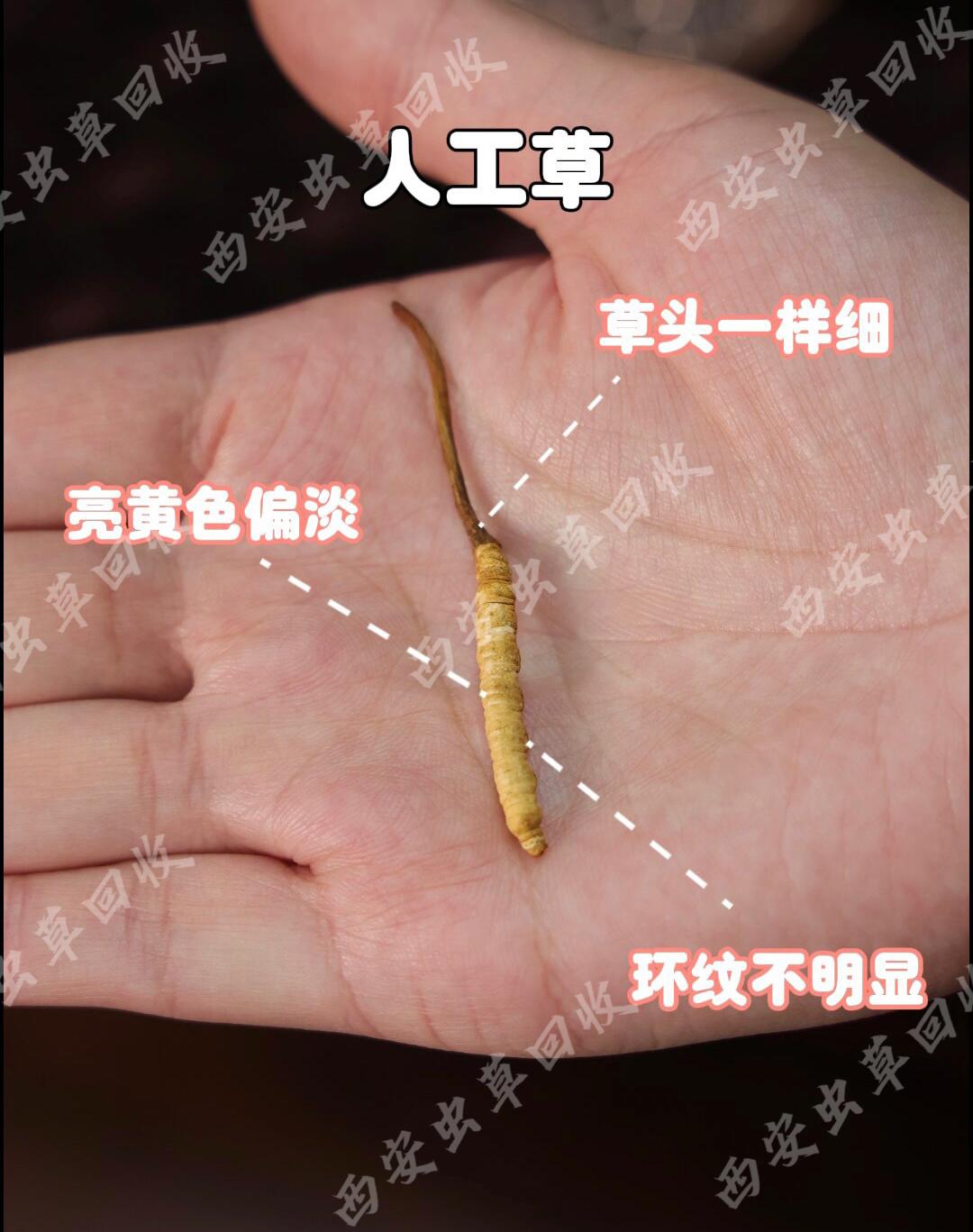 夏草冬虫香烟价格_冬虫夏草香烟_冬虫夏草香烟夏草