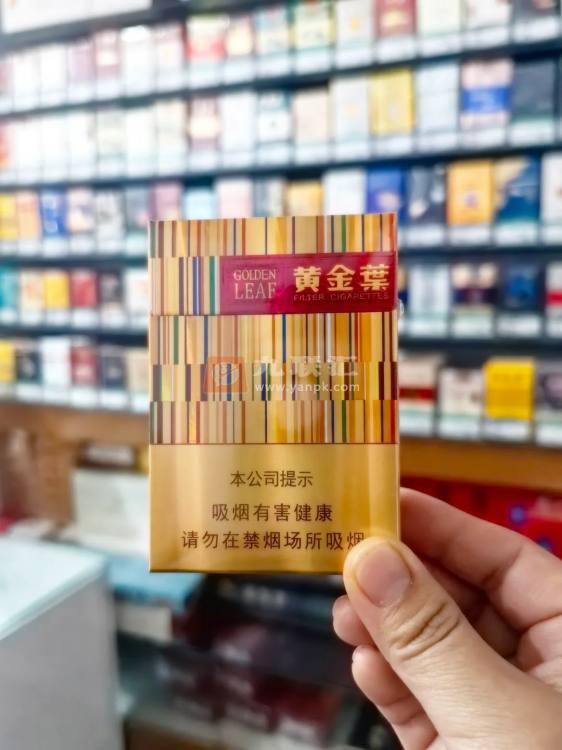黄金叶(黄金中支)相册
